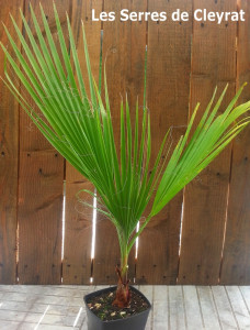 Washingtonia filifera : Palmier jupon, Palmier de Californie