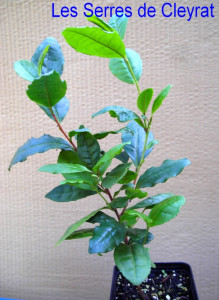 Théier . Camellia sinensis.